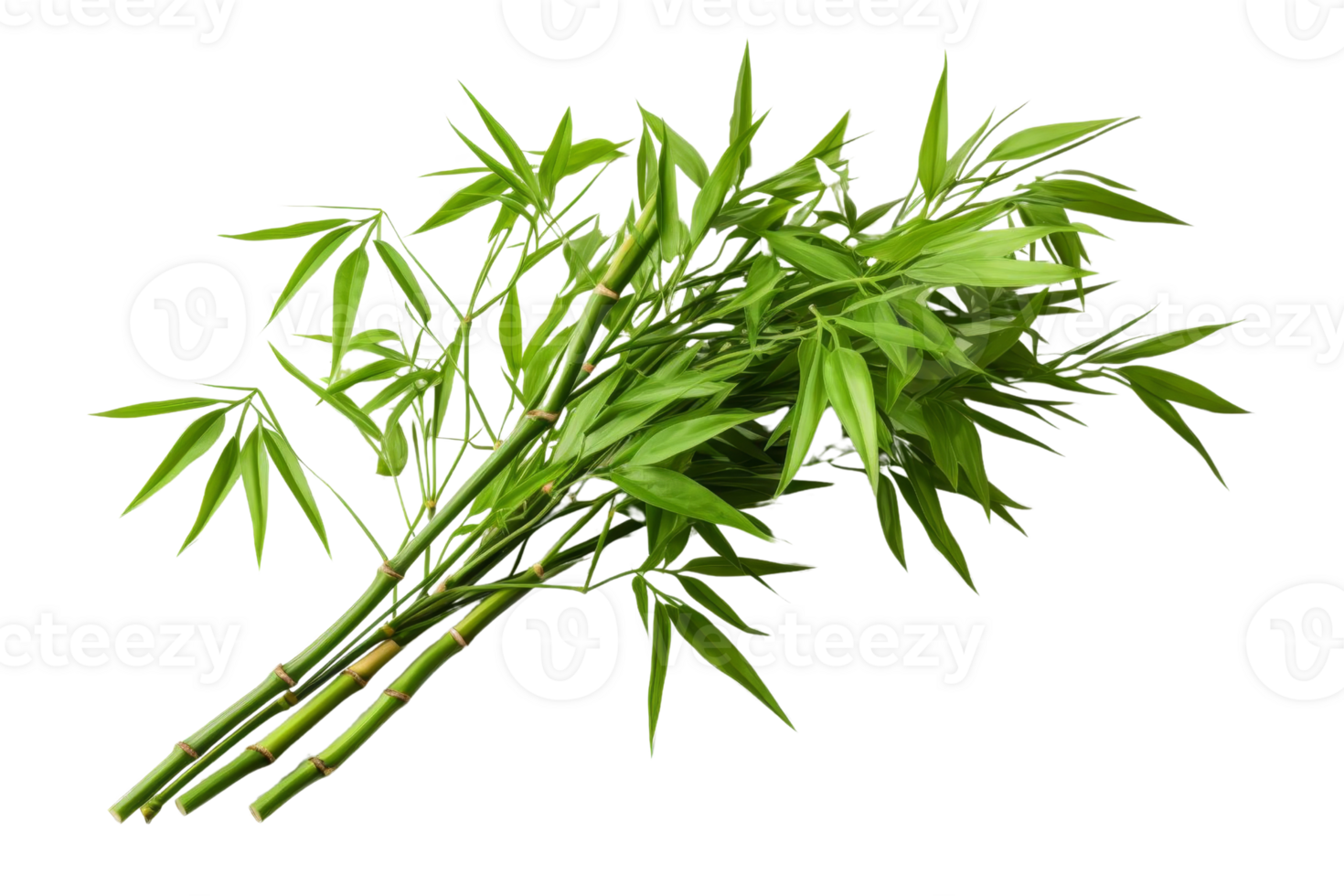 A bunch of bamboo leaves are arranged in a row. The leaves are green and appear to be fresh png
