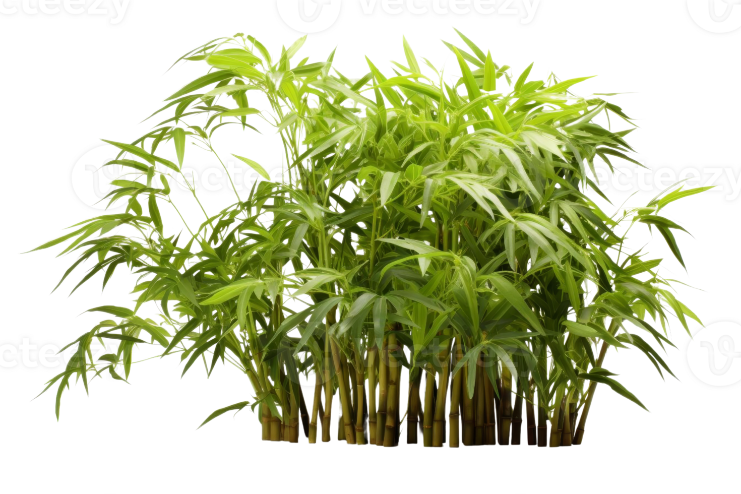 A bunch of bamboo plants are growing in a row. The plants are green and tall, and they are arranged in a way that creates a sense of depth and dimension. The image conveys a feeling of growth png