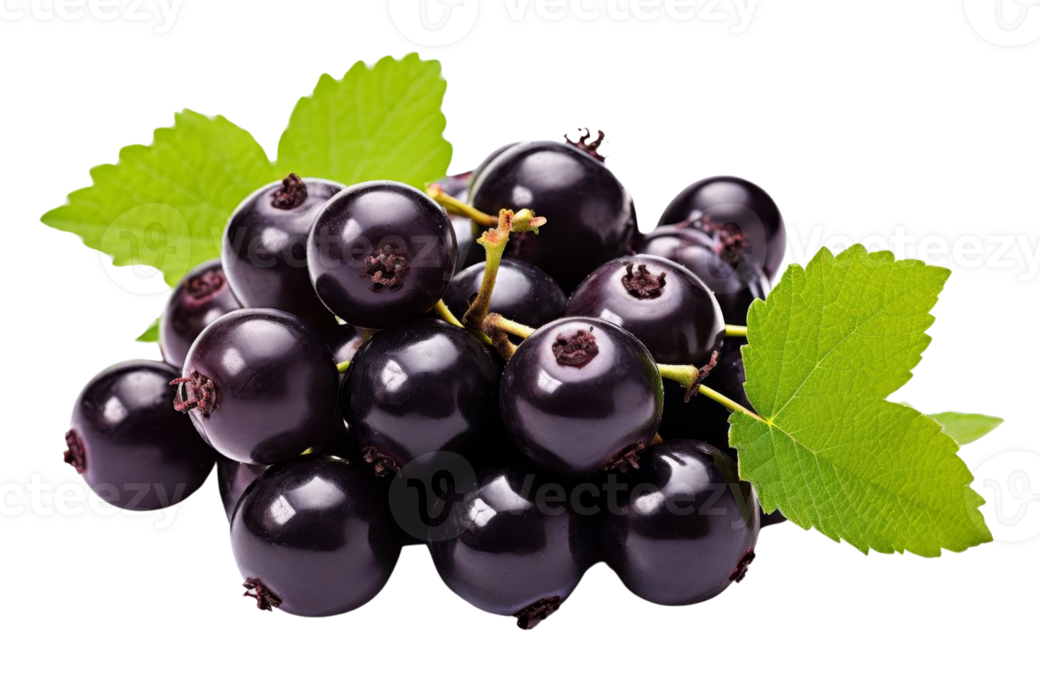 A bunch of black berries with green leaves. The berries are small and round. The leaves are green and have a wavy edge png