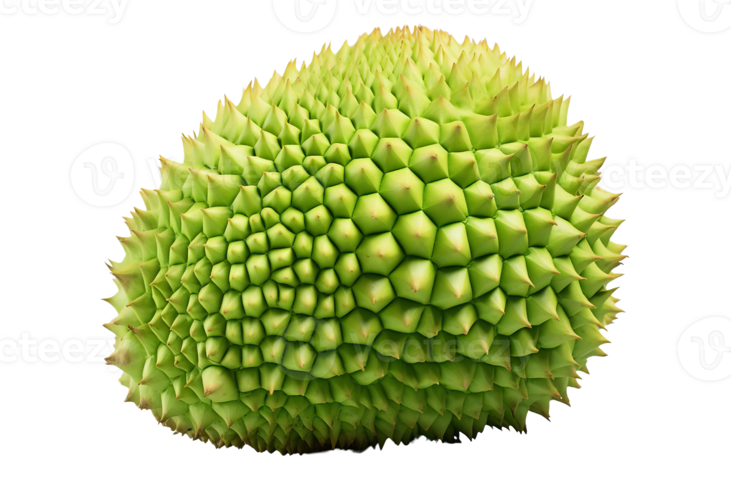 A green fruit with a lot of spikes on it. It looks like a durian. The spikes are all over the fruit, making it look like a prickly ball png