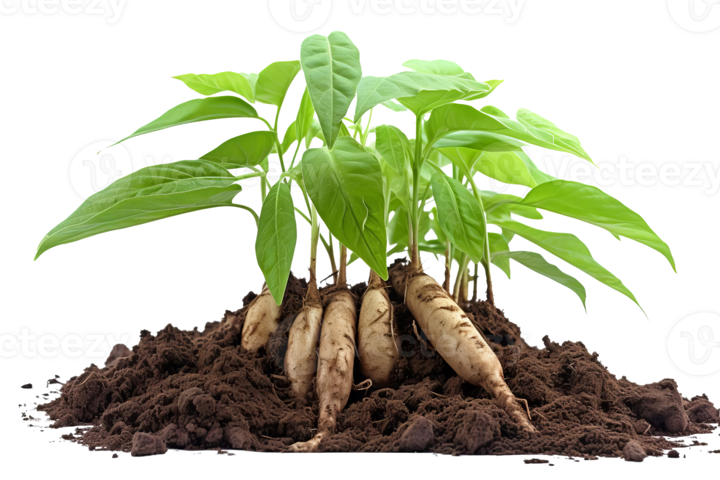 A bunch of green plants with roots sticking out of the ground. The plants are small and appear to be sprouts png