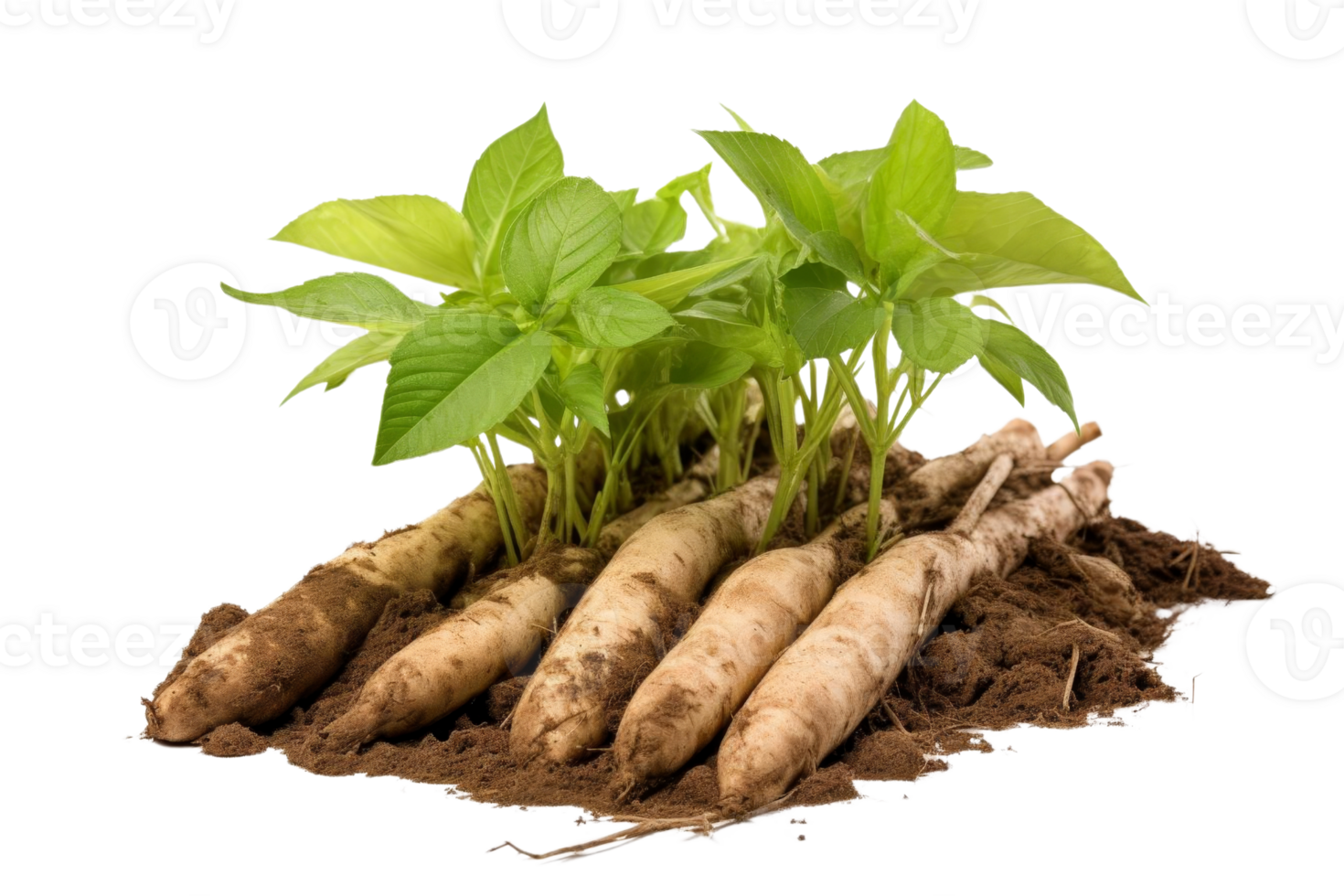 A bunch of green plants with roots sticking out of the ground. The plants are small and are growing in the dirt png