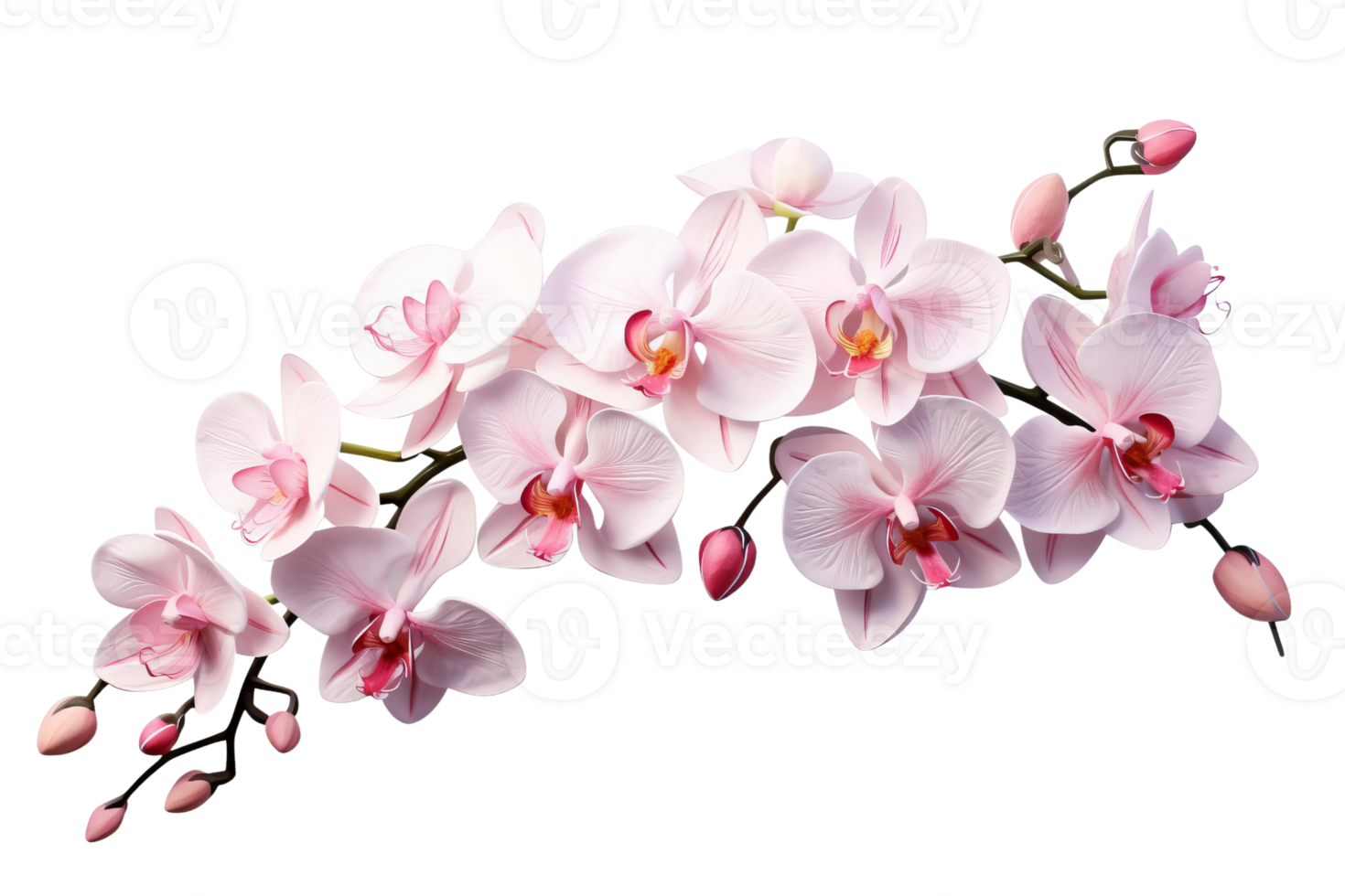 A long pink and white orchid branch with pink flowers. The flowers are arranged in a way that they look like they are growing out of the branch. The image has a serene and calming mood png