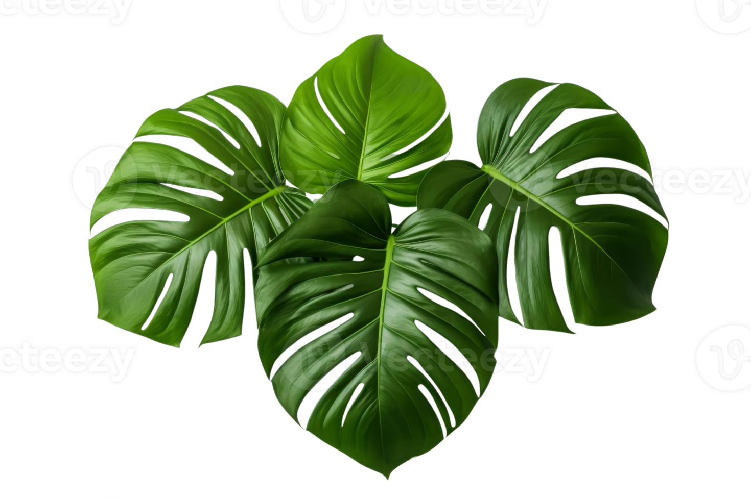 A beautiful close-up of lush green monstera leaves, displaying intricate patterns and vibrant color, perfect for nature and botanical themes. png