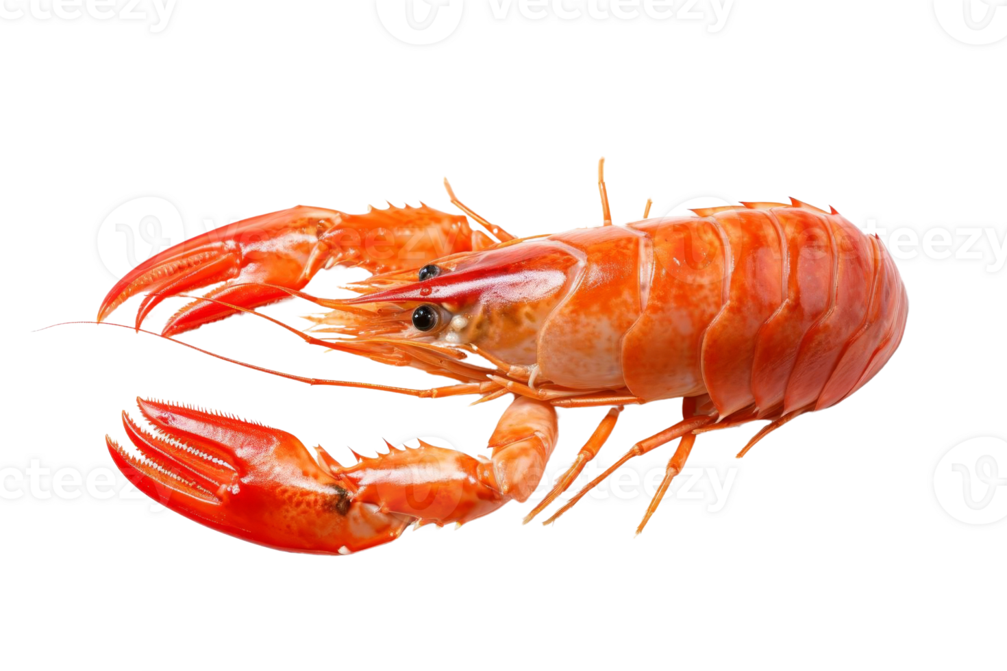 Close-up image of a vibrant orange shrimp against a transparent background. showcasing its detailed texture and vibrant coloration. png