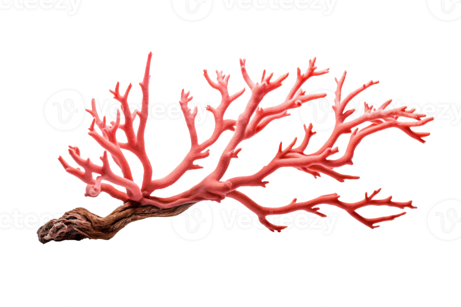A red coral branch with pink and white spots. The branch is long and thin, and it looks like it's made of plastic png