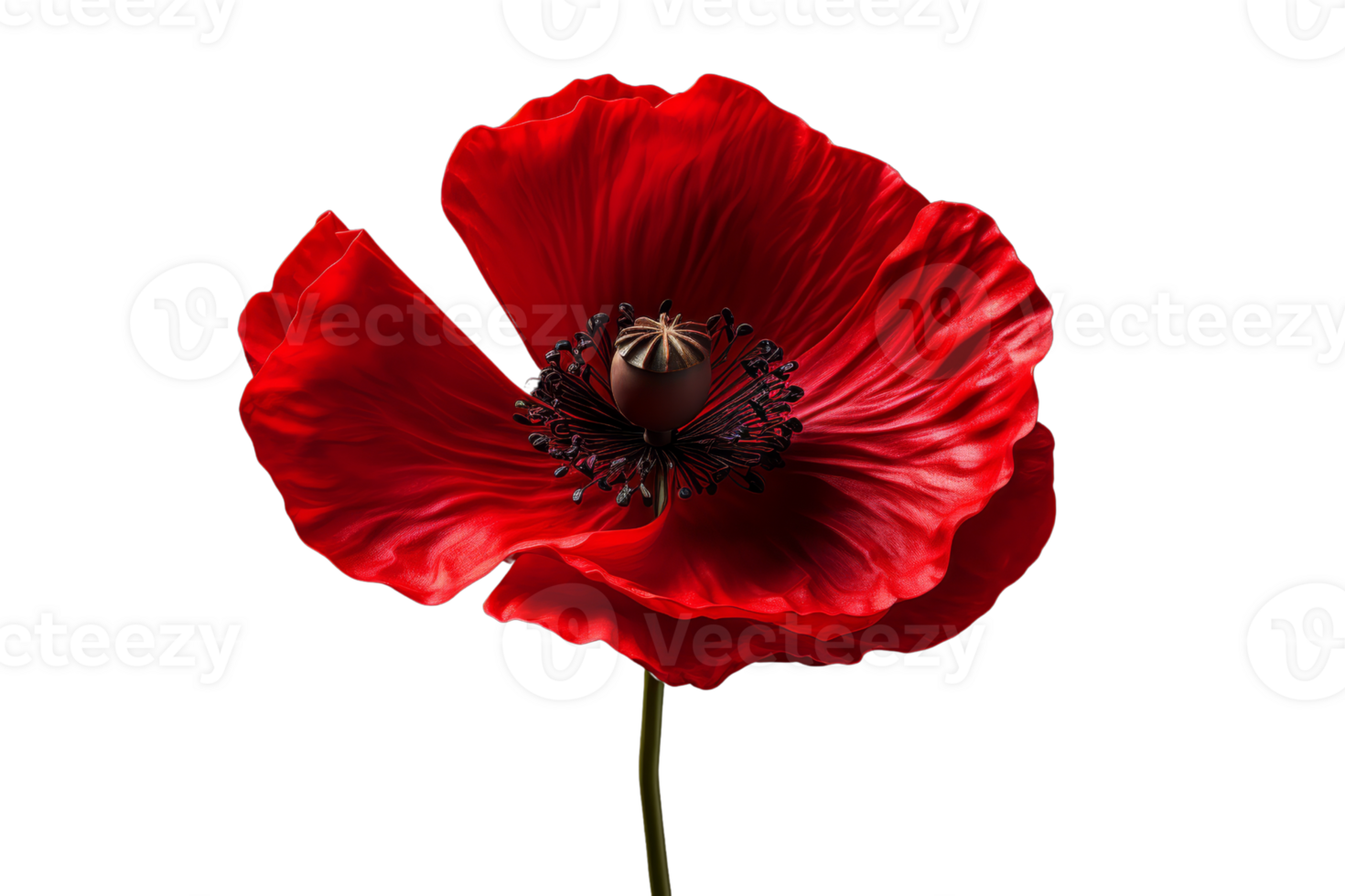 A red poppy flower with a black center. The flower is the only thing in the image png