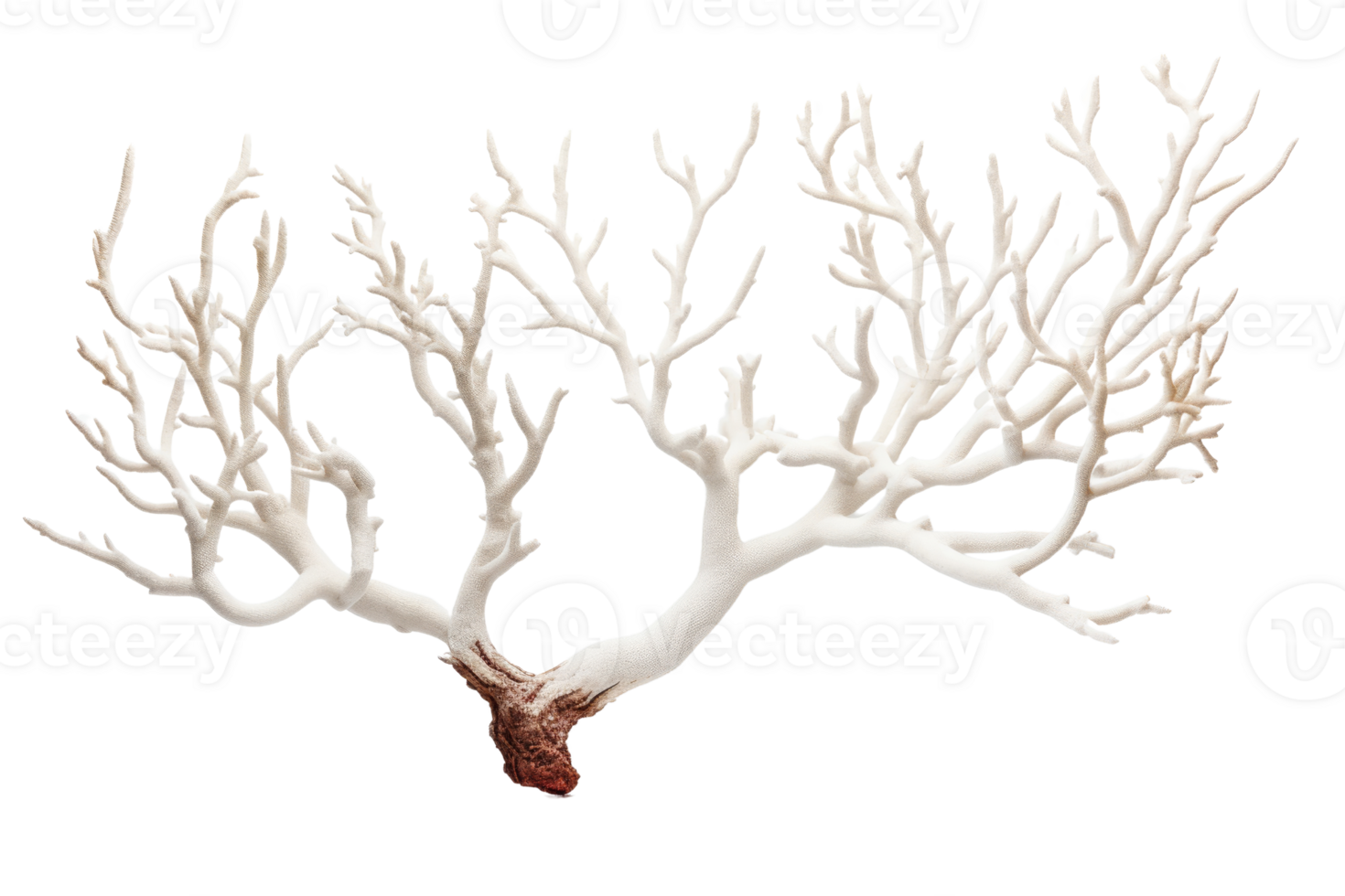 A white coral tree branch with a red tip. The branch is long and slender, with a few small bumps along its length. Scene is serene and peaceful, as the tree branch seems to be standing tall png