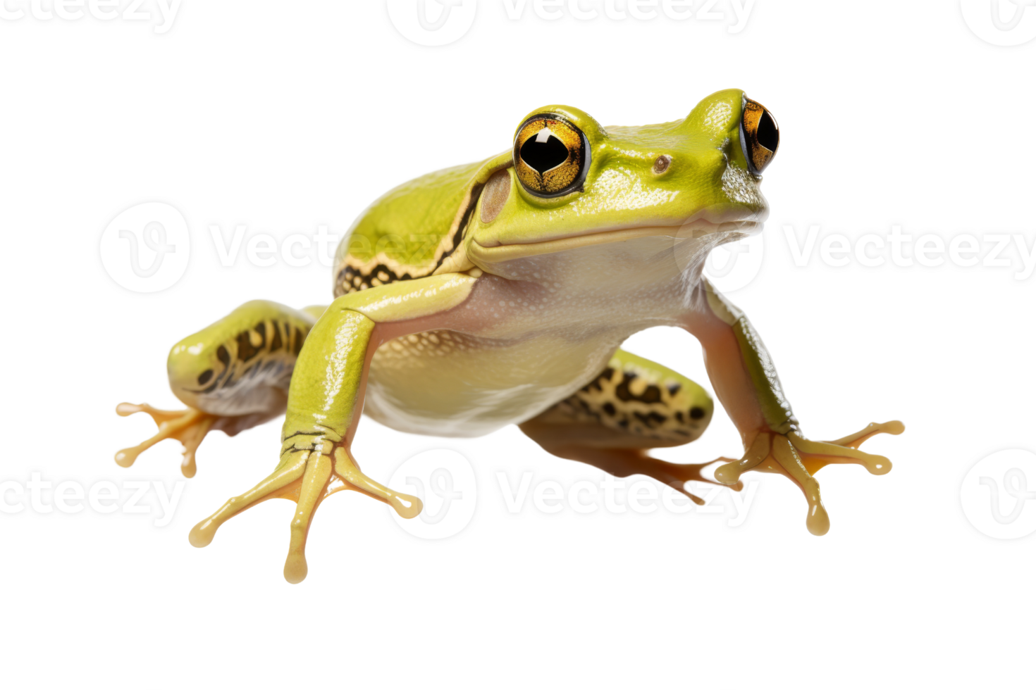 Close-up image of a vibrant green frog with detailed textures, highlighting natural beauty and amphibious features. png
