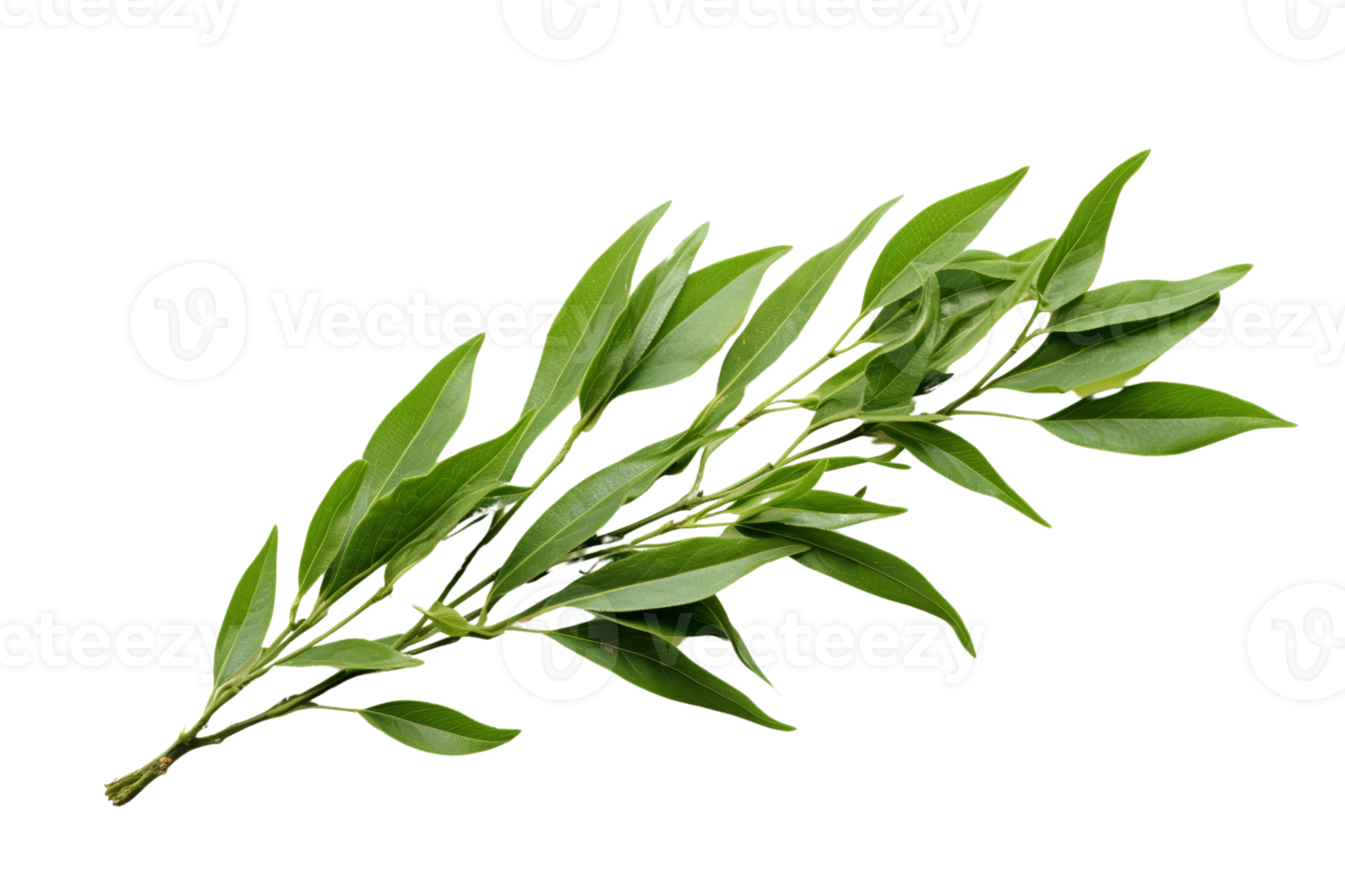 A leafy green plant with a long stem. The stem is thin and the leaves are long and thin png