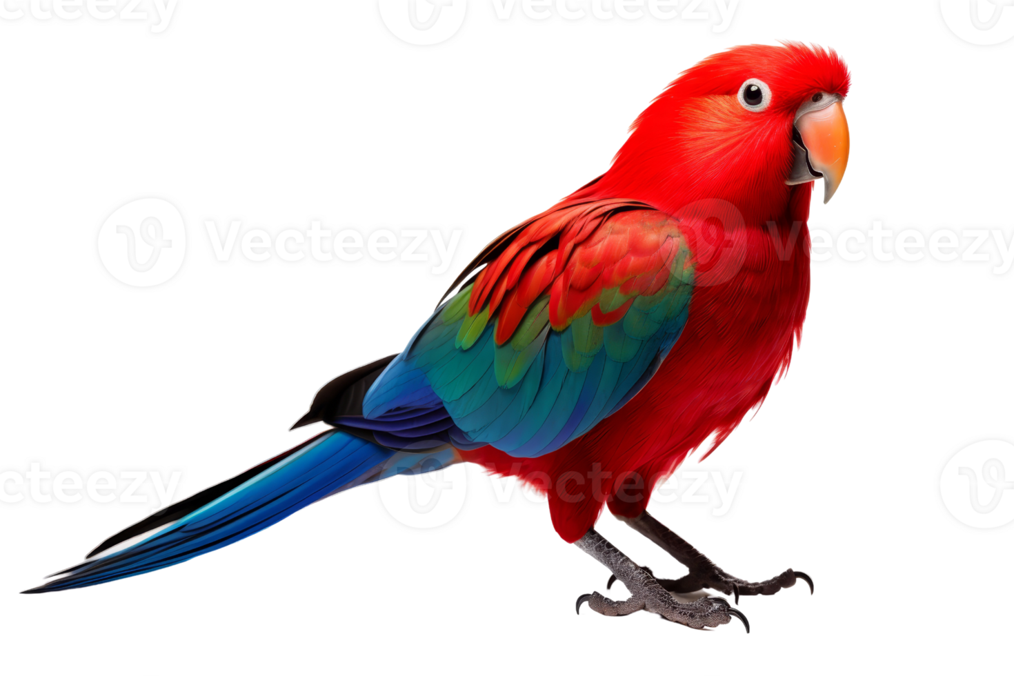 Vibrant red parrot with colorful feathers perched against a transparent background. Great for wildlife and exotic bird imagery. png