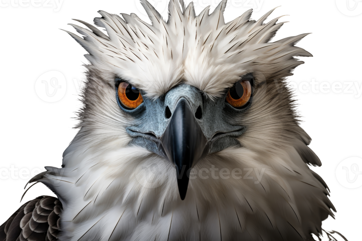 A bald eagle with a fierce look on its face. The bird's eyes are open and its beak is pointed png