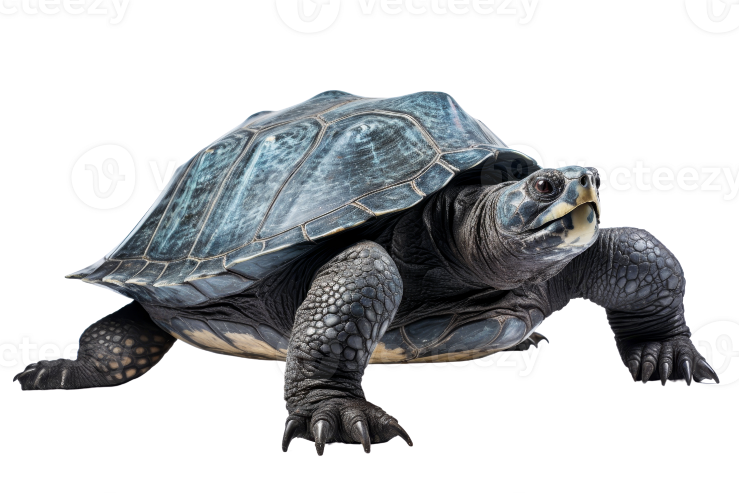 A turtle is laying on its back with its head sticking out. The turtle is blue and white png