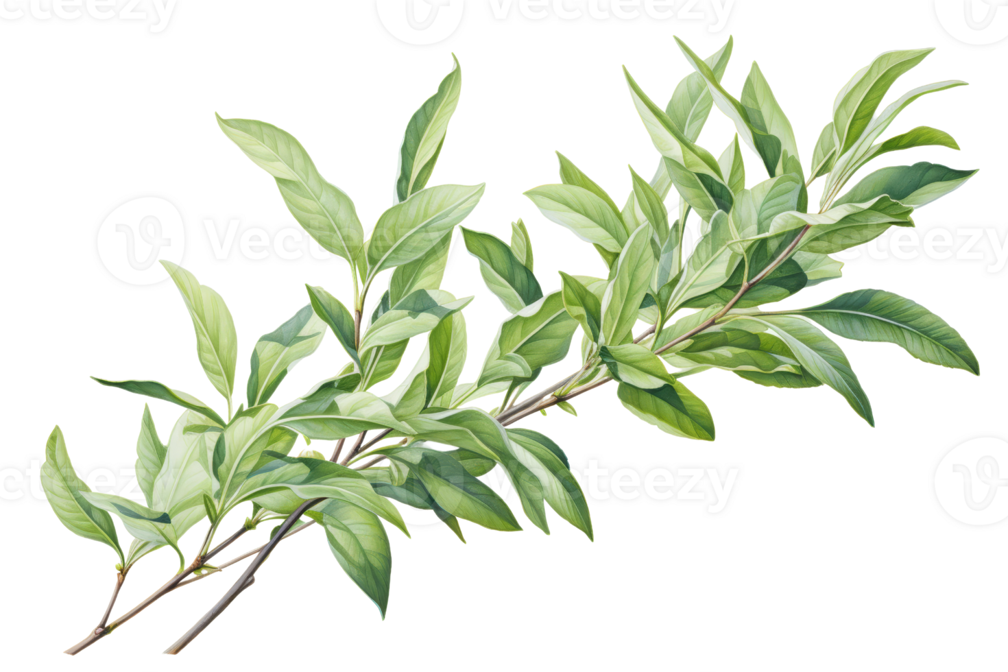 A leafy green branch with a few leaves on it. The branch is thin and long. The leaves are green and have a shiny appearance png