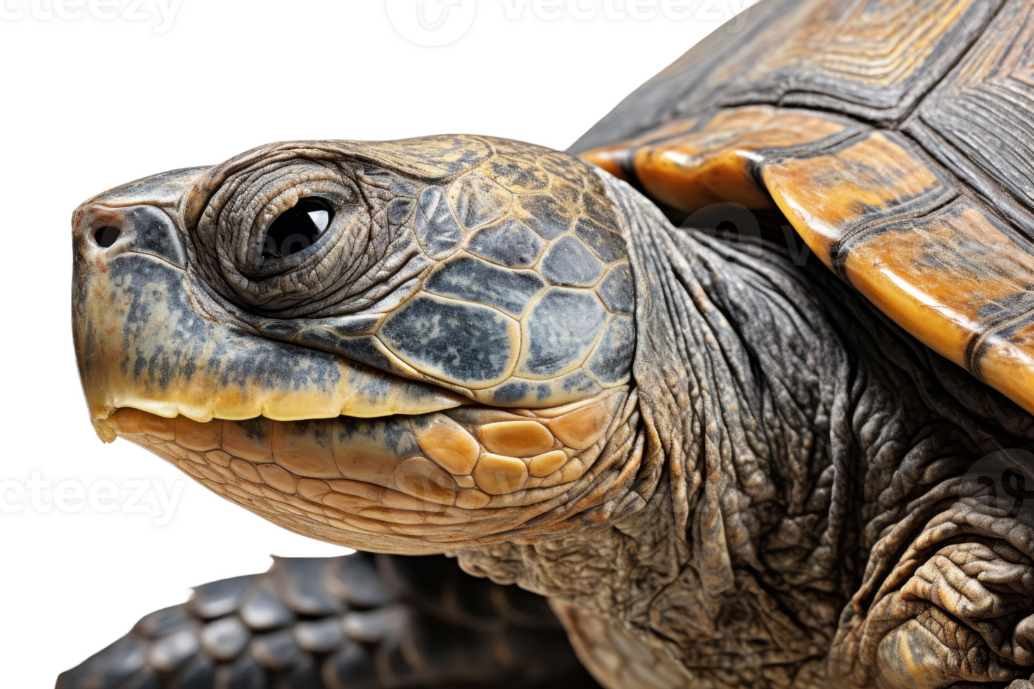 A turtle with a brown and black shell and a yellow beak. The turtle is looking at the camera png