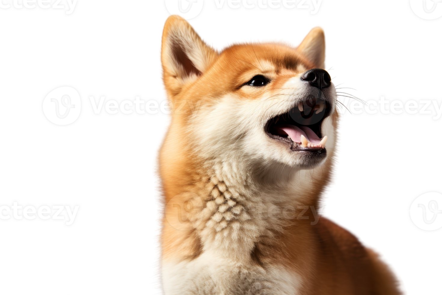 A small dog with a big mouth is looking up at the camera. The dog's mouth is open and its tongue is hanging out. The dog's fur is fluffy and it has a cute, innocent expression on its face png