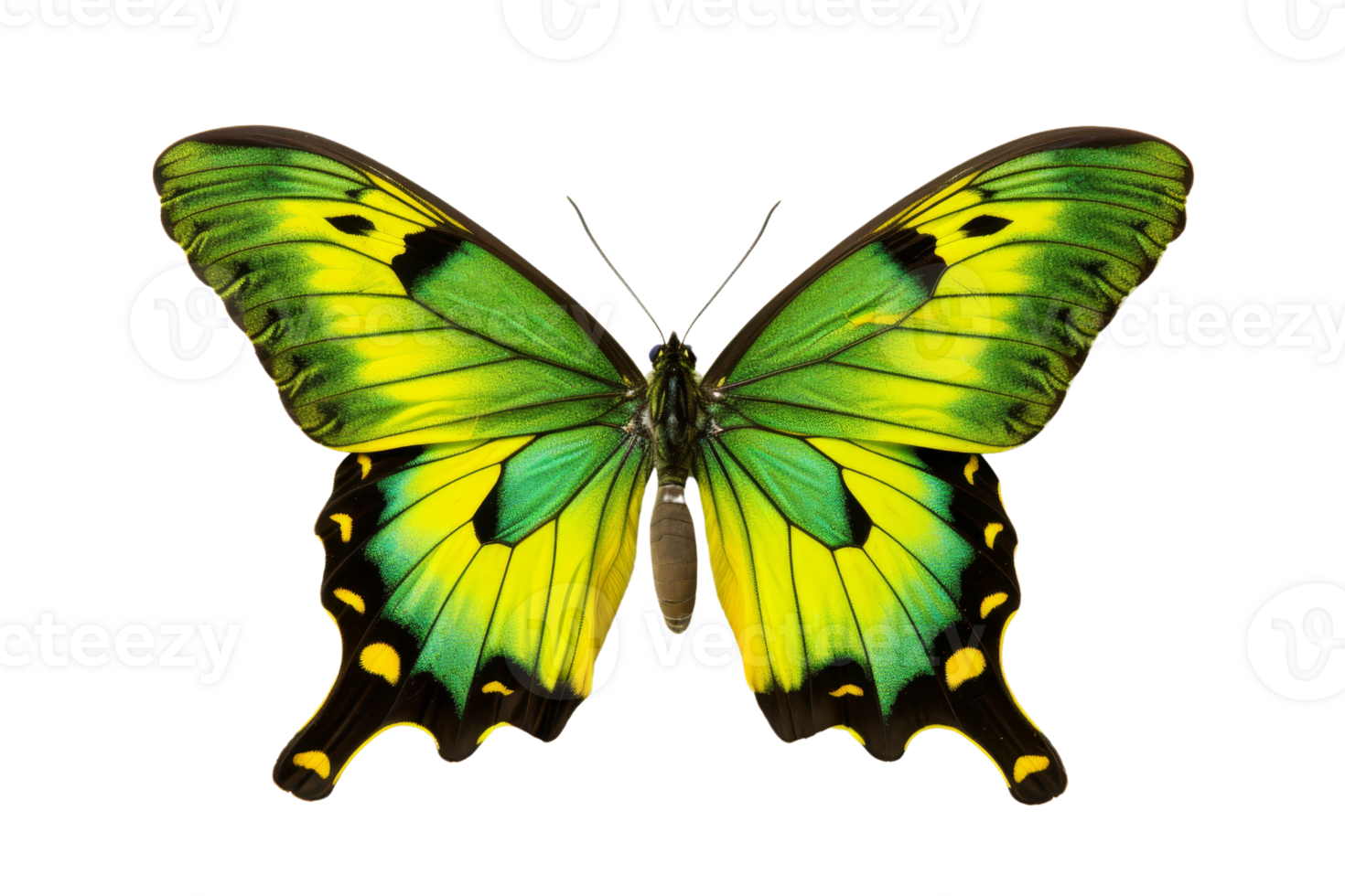 Beautiful yellow and green butterfly with black markings, isolated on a transparent background. showcasing vibrant colors and detailed wing patterns. png