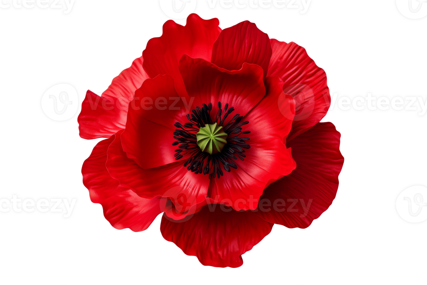 Vibrant red poppy flower in full bloom isolated on transparent background. showcasing delicate petals and intricate center details. png