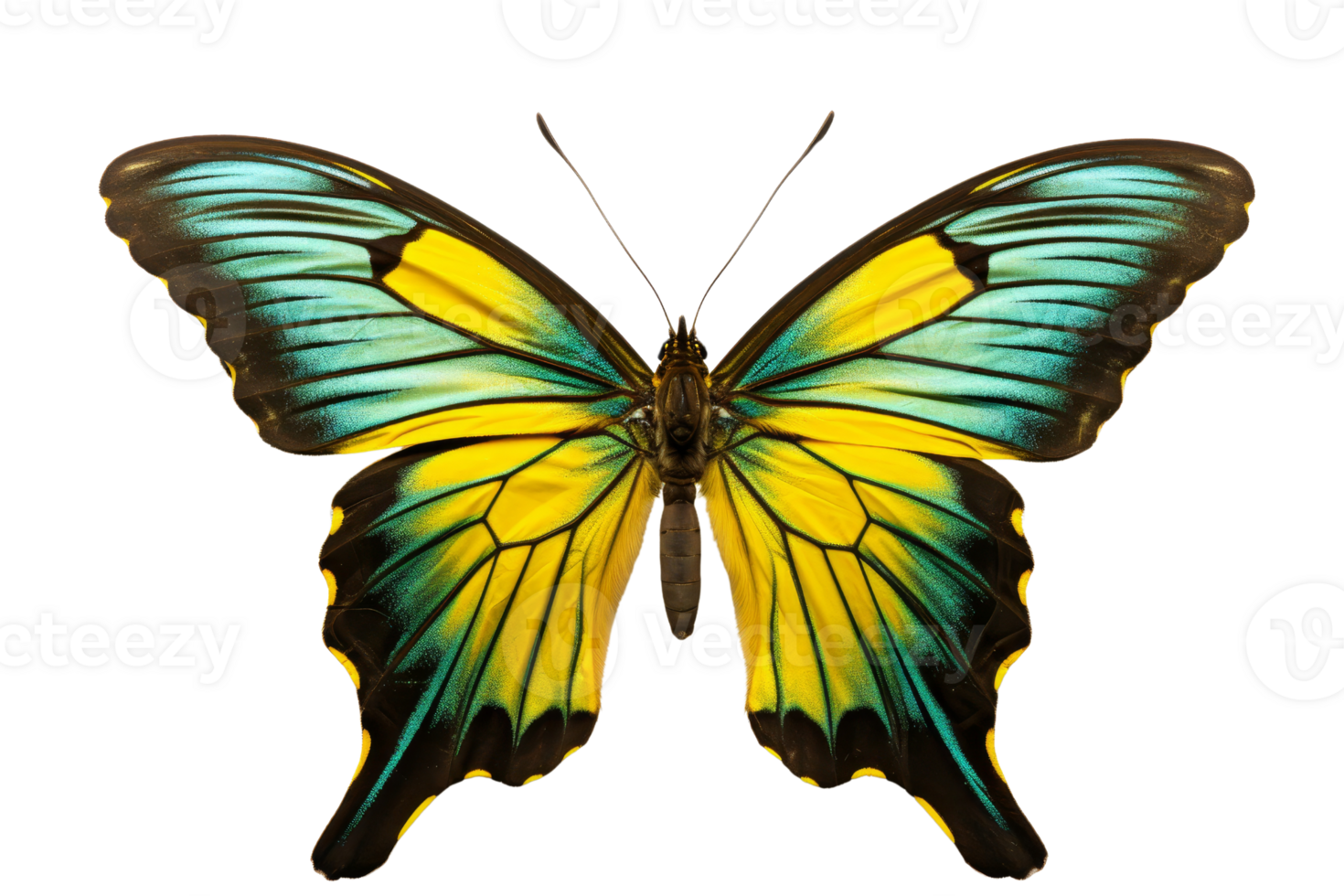 Vibrant yellow and blue butterfly with intricate wing patterns, perfect for nature, wildlife, and biodiversity-themed projects. png
