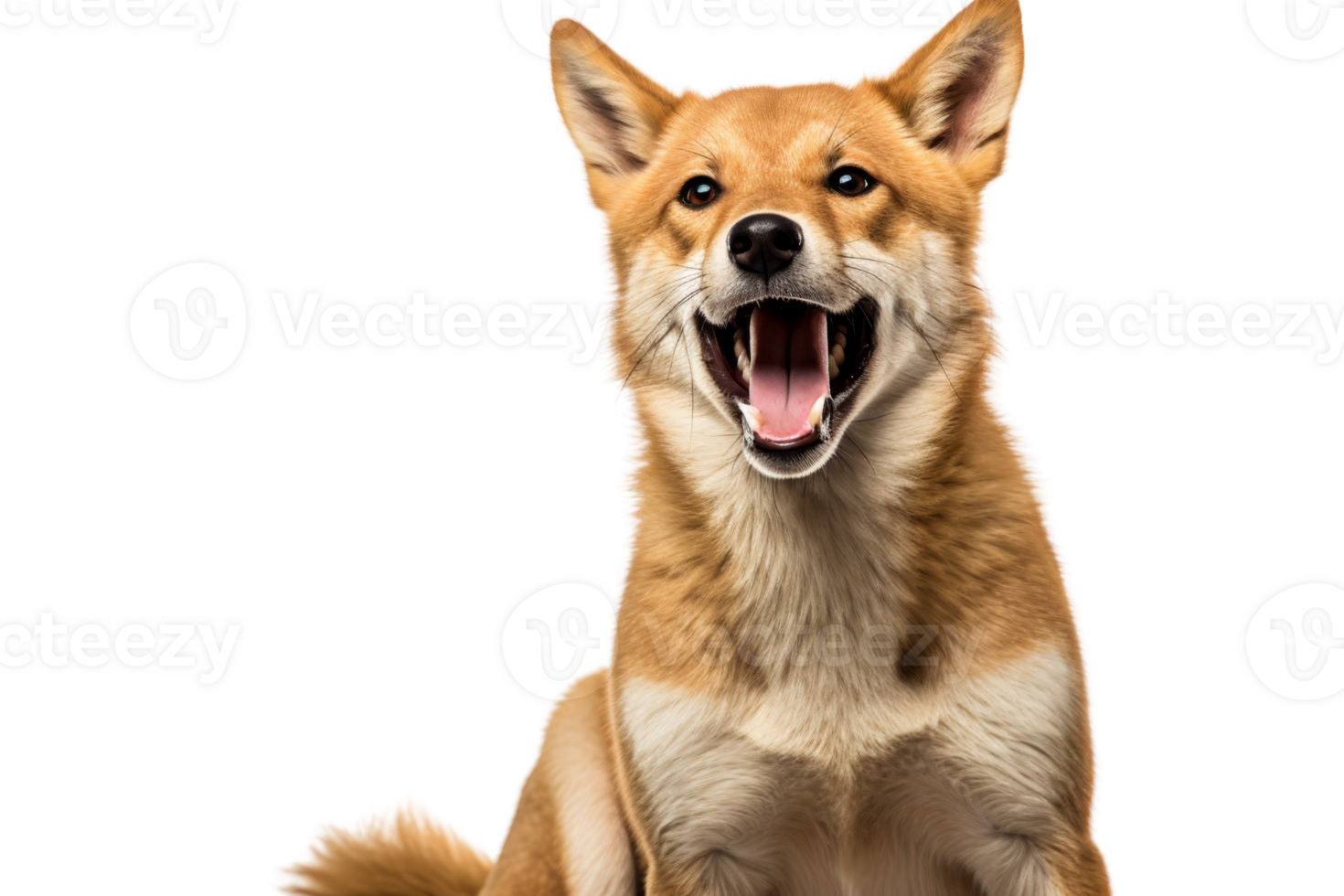 Vibrant and cheerful dog with open mouth, showcasing happiness and energy. A perfect representation of a joyful canine companion. png