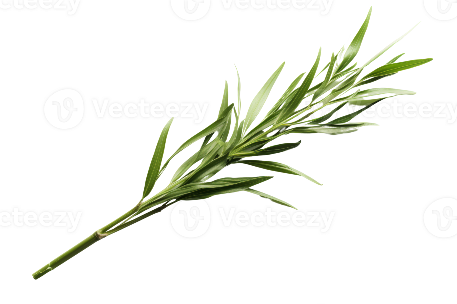 A long green plant with a stem. The stem is thin and the leaves are long and thin png