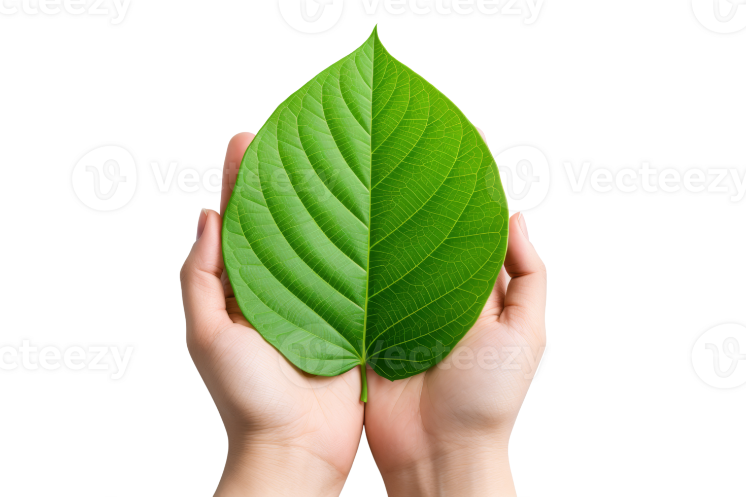 A leaf is being held by two hands, with one hand holding the top of the leaf and the other holding the bottom. The leaf is green and he is a part of a larger plant png
