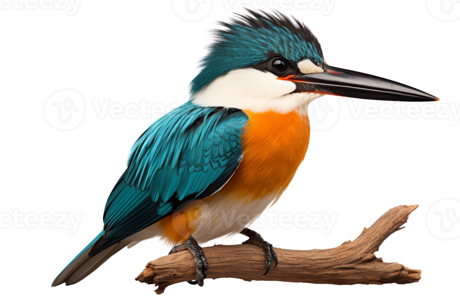A blue and orange bird is perched on a branch. The bird has a long beak and is looking to the right png