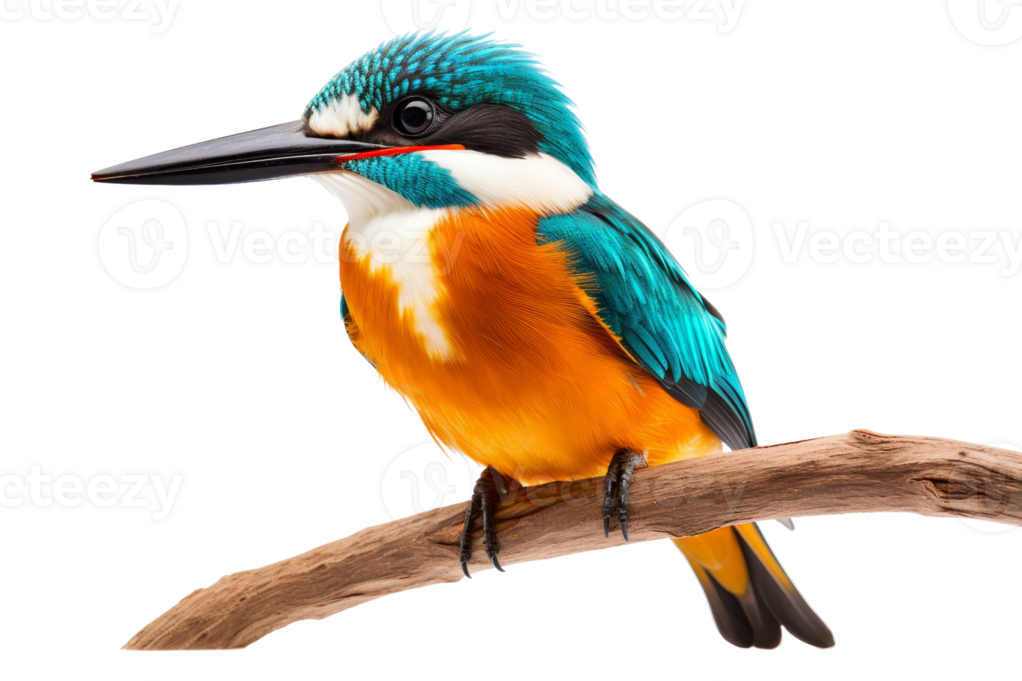 A blue and orange bird is perched on a branch. The bird is looking to the right. The image has a calm and peaceful mood png