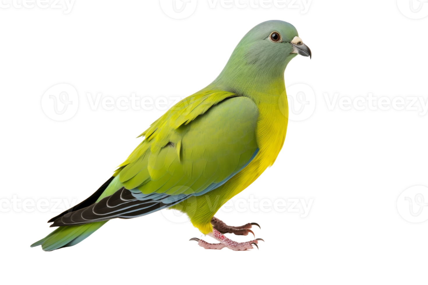 Colorful green and yellow parrot isolated on transparent background. perfect for nature and wildlife concepts. png
