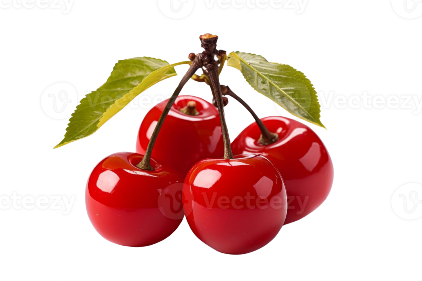 Four red cherries are sitting on a leaf png