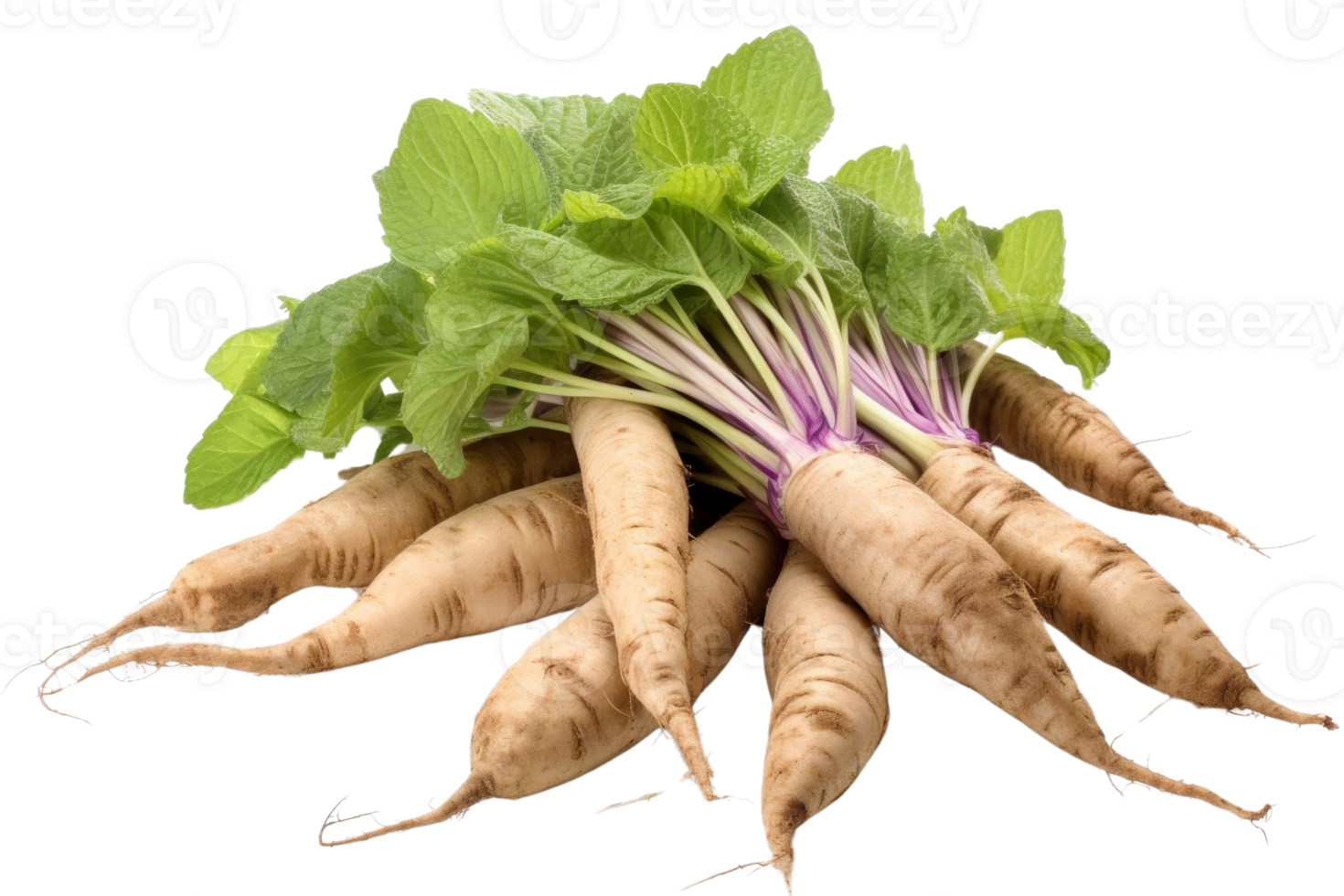 A bunch of carrots with green leaves on top. The carrots are all different sizes and are arranged in a pile png