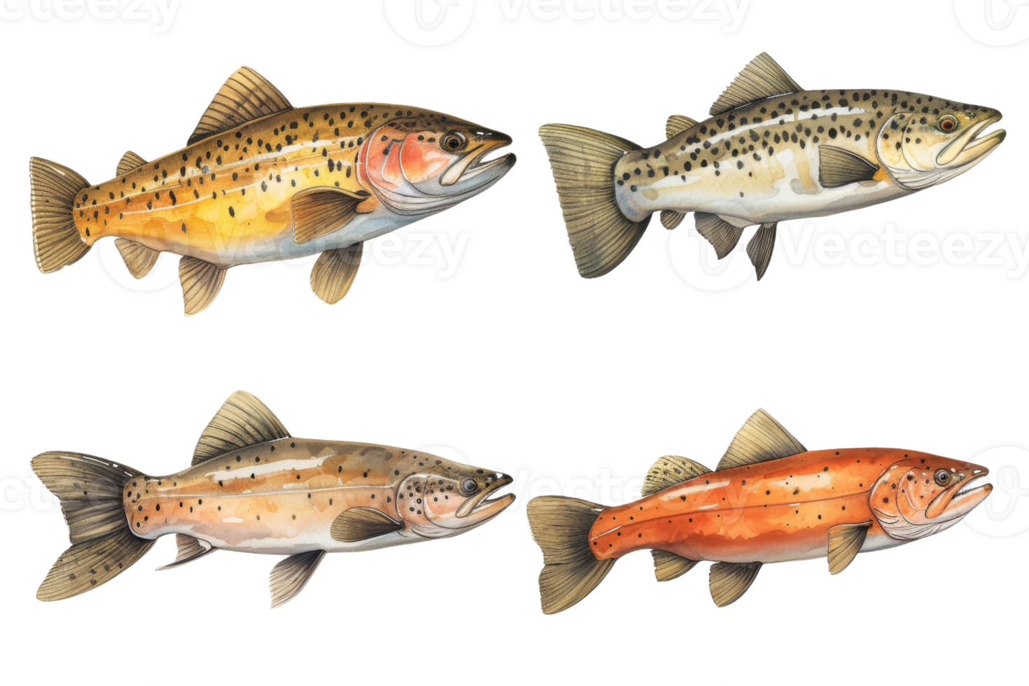 Four different types of fish are shown in a row png