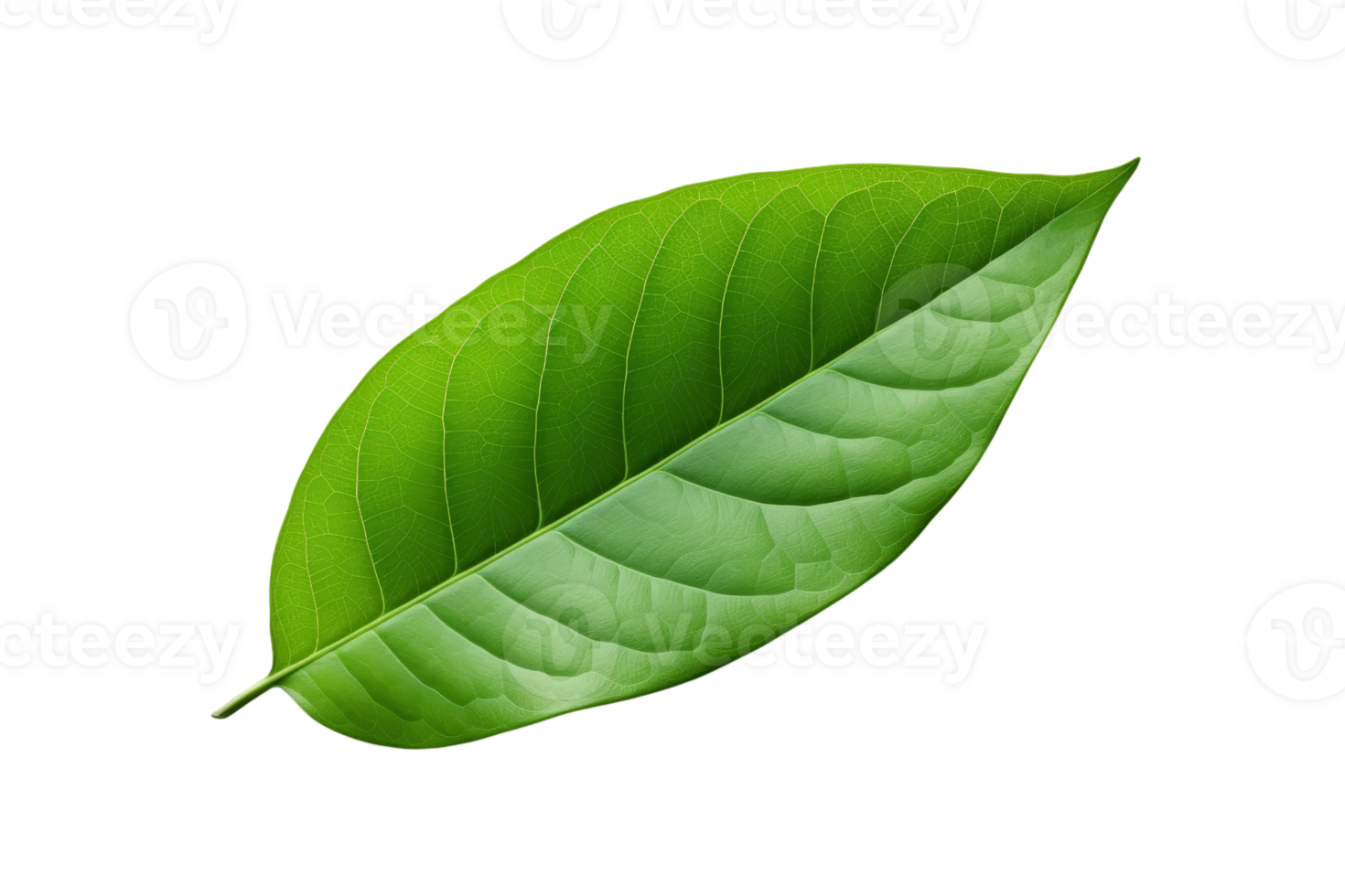 Close-up of a fresh, green leaf with detailed veins. Perfect for representing nature, freshness, and greenery in your creative projects. png