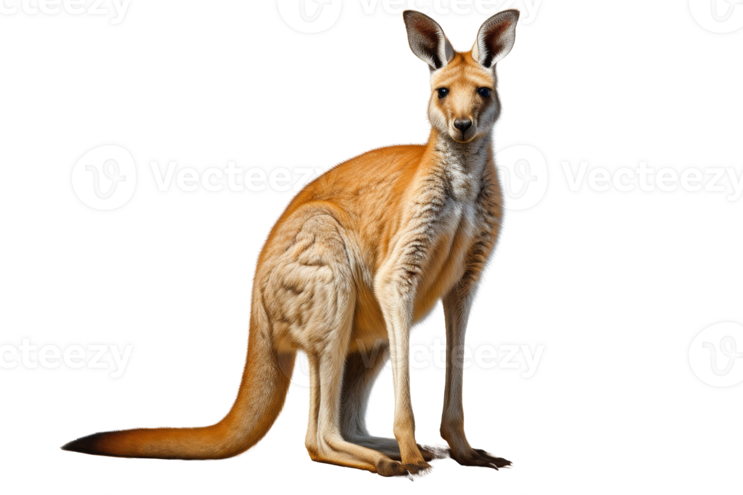 A vibrant and majestic kangaroo standing gracefully against a transparent background. showcasing its unique Australian wildlife features. png