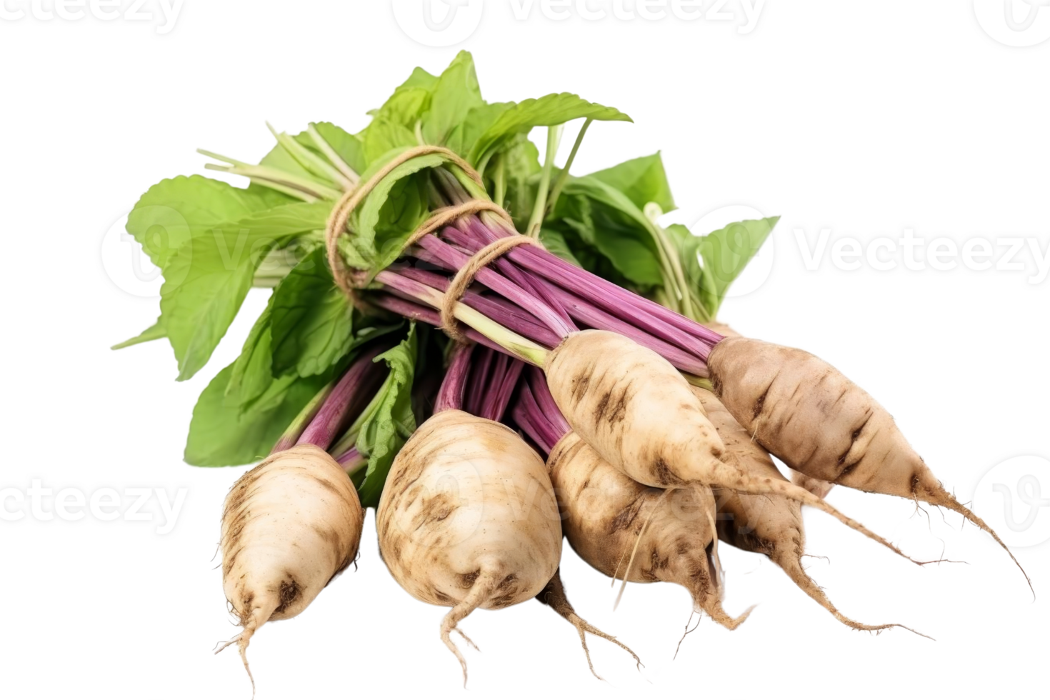 A bunch of purple and white beets are tied together. The beets are fresh and ready to be eaten png