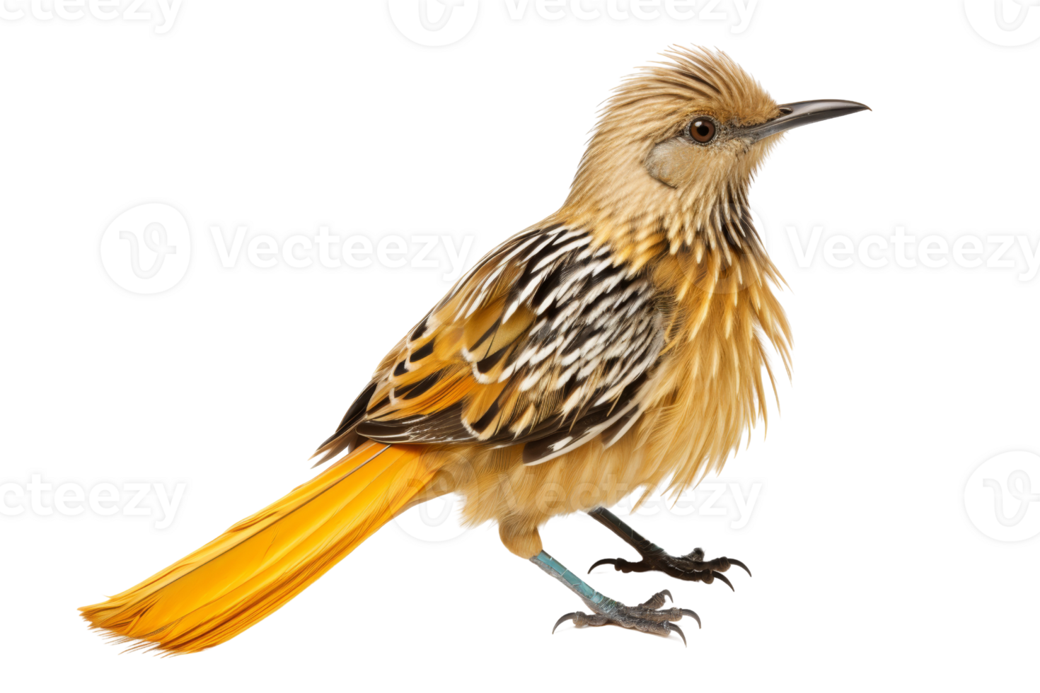 Beautiful bird with bright yellow-orange tail and intricate feather patterns, isolated on transparent background. Perfect for nature and wildlife themes. png