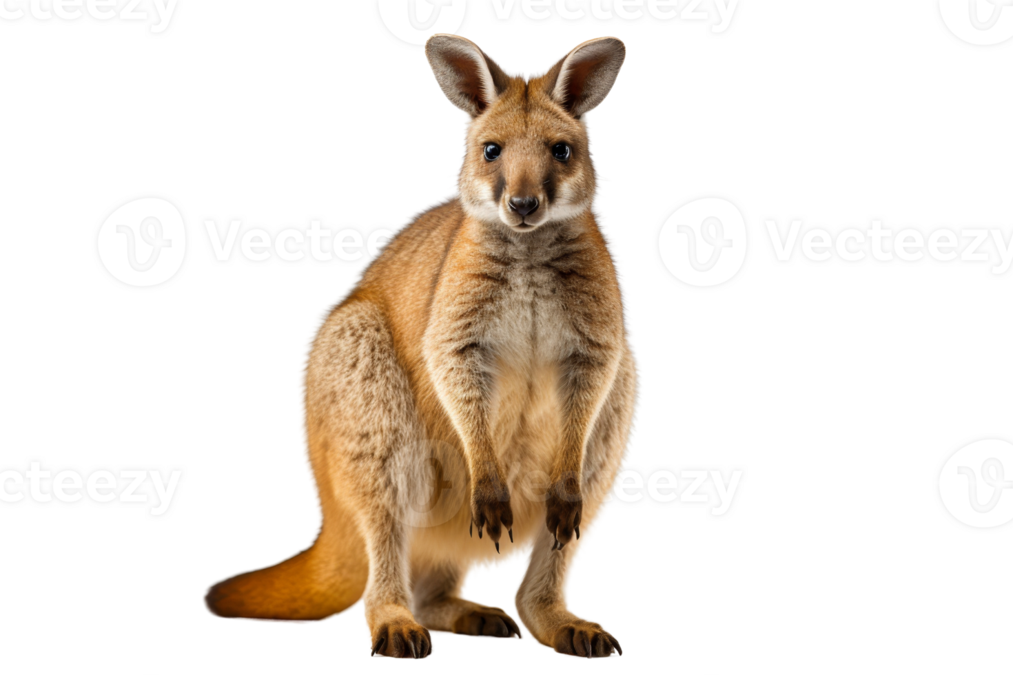 Close-up of a kangaroo standing on transparent background. capturing the details and texture of its fur and features in a stock photo. png