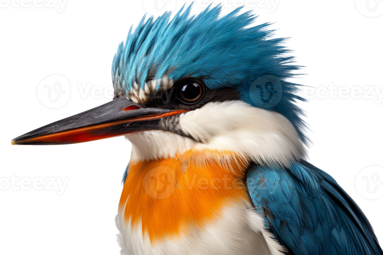 Close-up of a vibrant blue and orange kingfisher bird with detailed feathers, isolated on a transparent background. png
