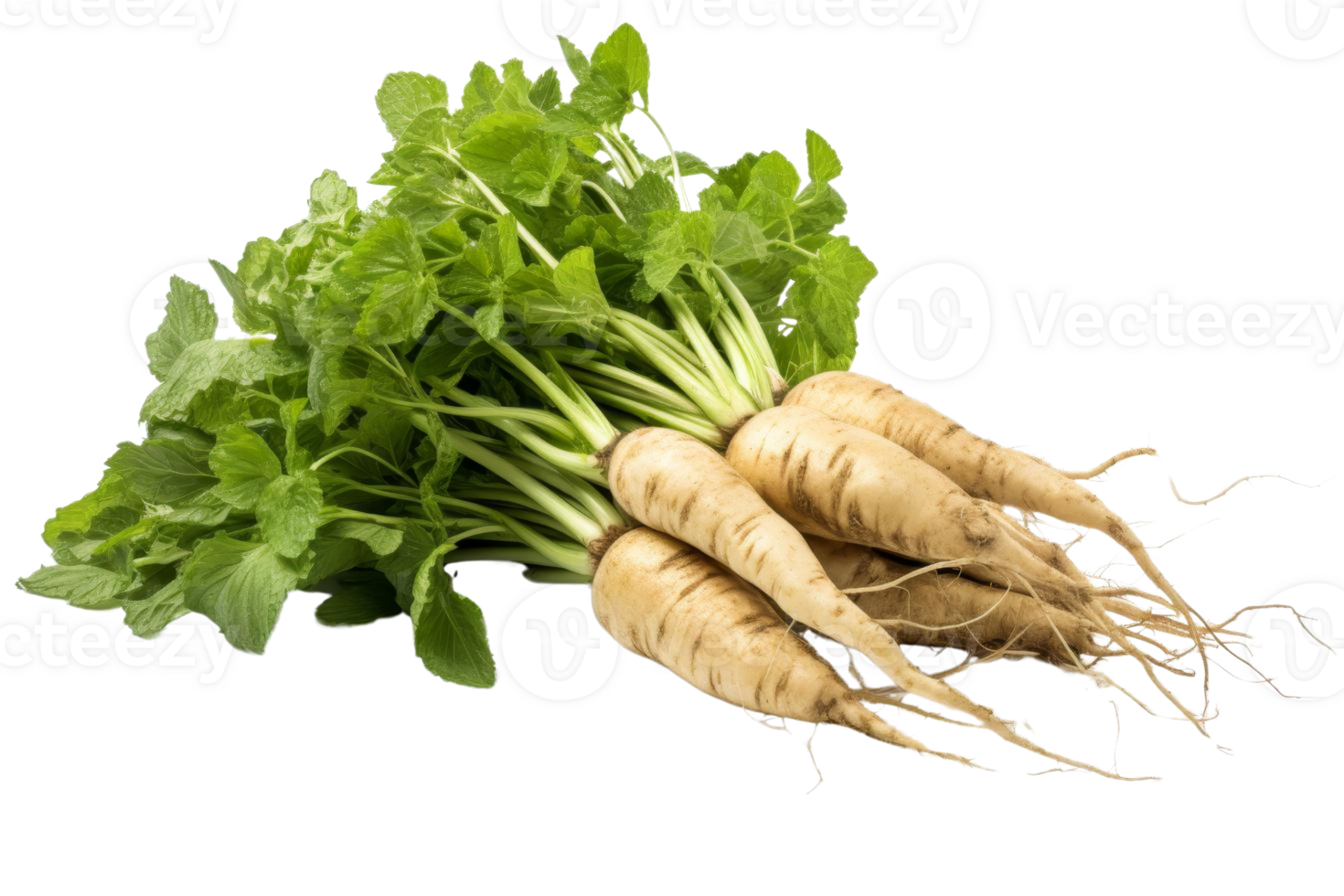 Fresh parsnips with vibrant green leaves over transparent background. High resolution image ideal for culinary, health, or organic food themes. png