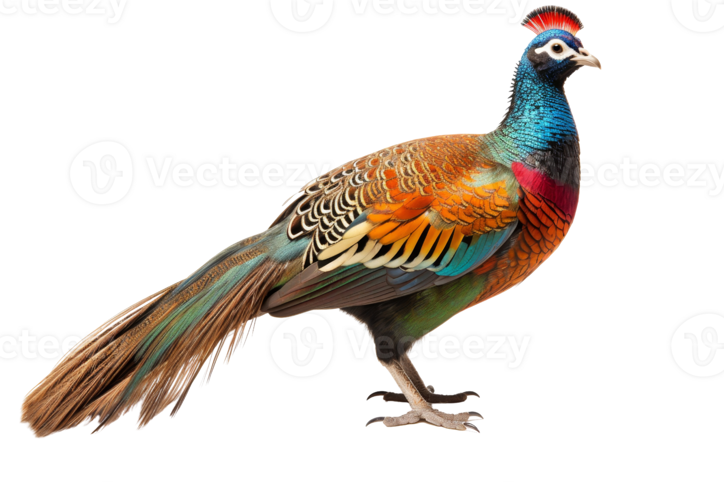 Vibrant and colorful pheasant displaying its stunning feathers and unique patterns against a transparent background. png