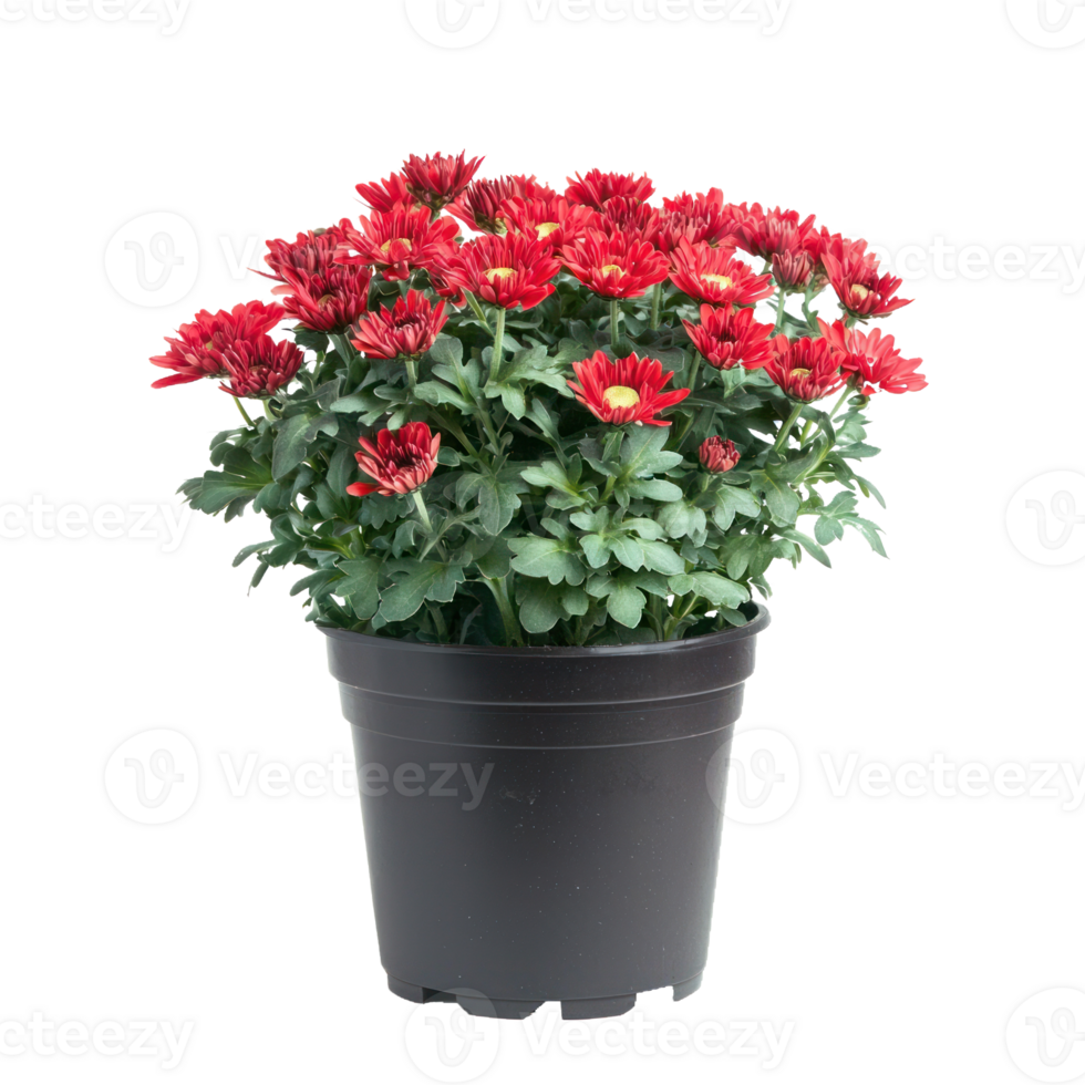 Red flower in black pot transparent background png