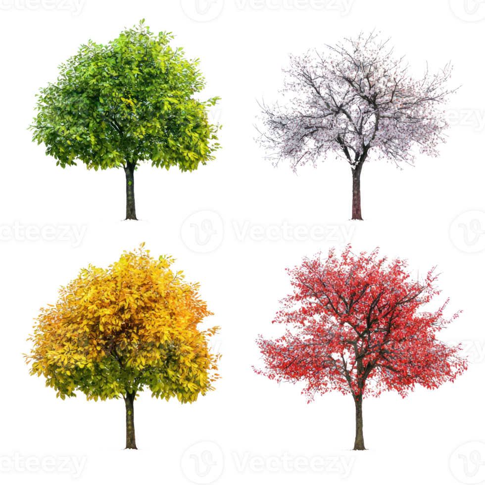4 tree with different color of each season png