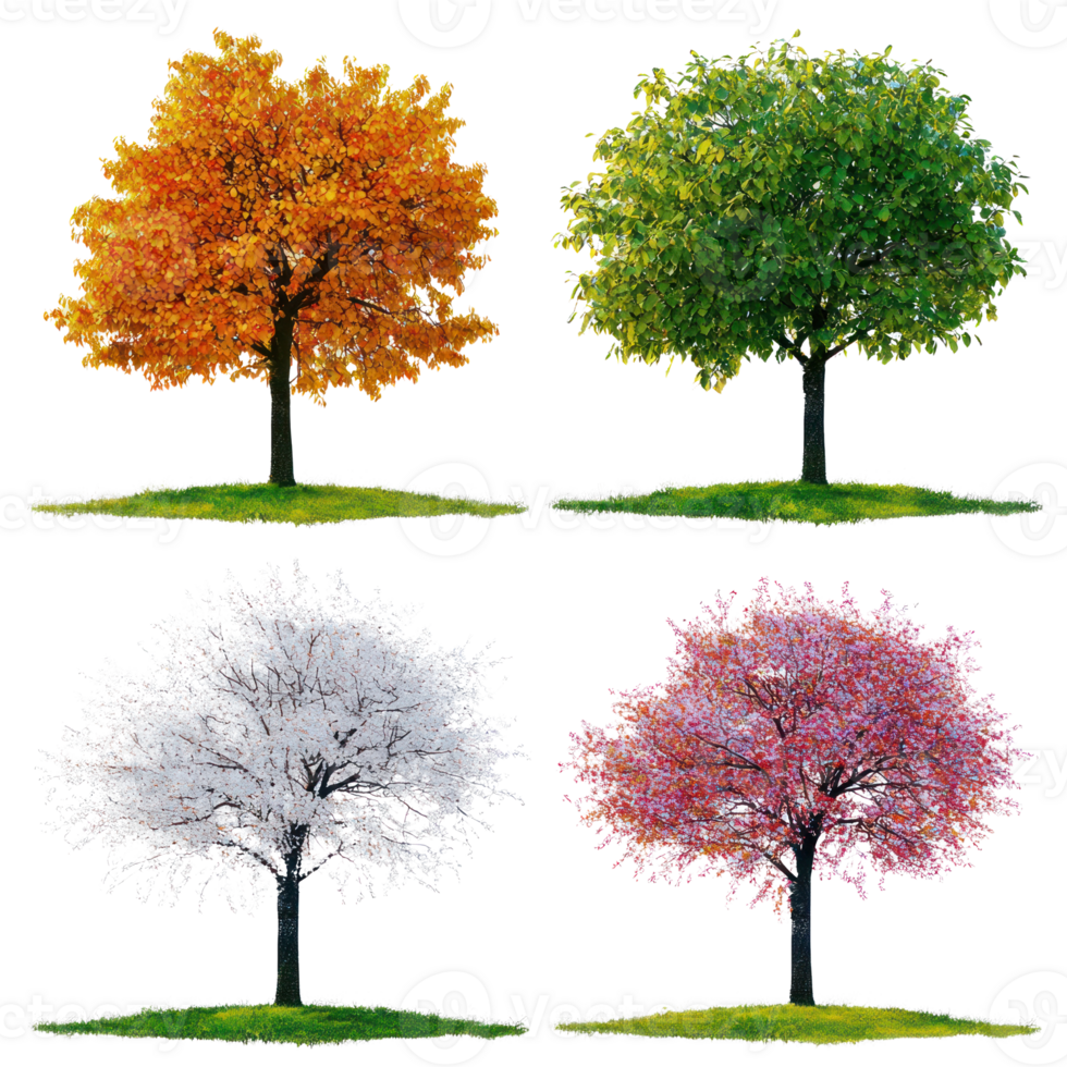 Four season in different trees color png