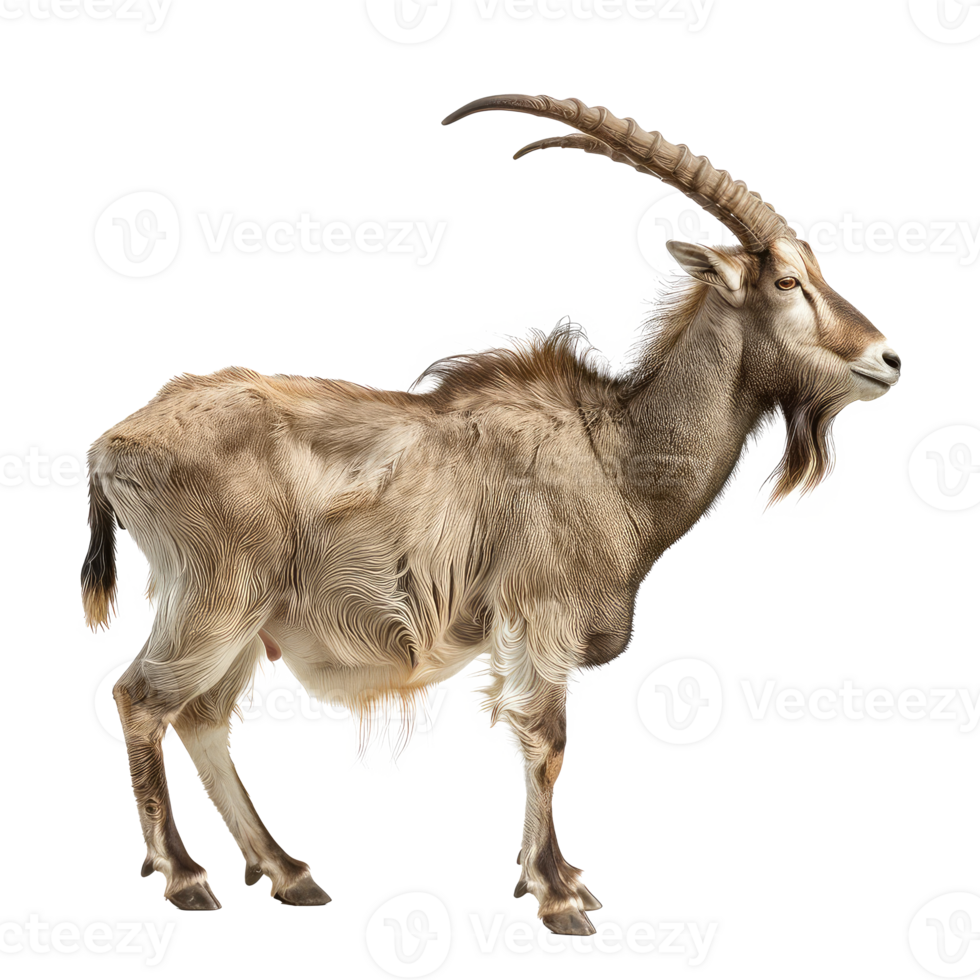 Markhor side view full body isolate on transparency background png
