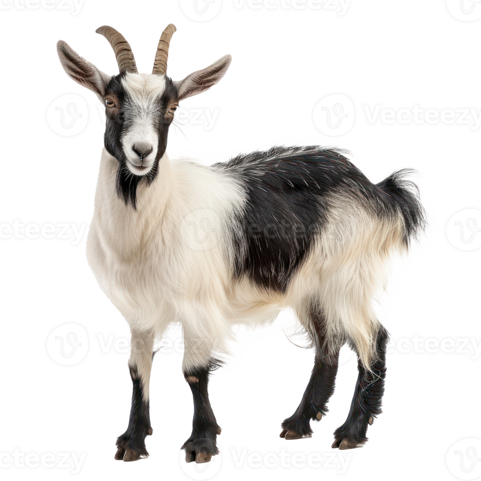 Alpine Goat side view full body isolate on transparency background png