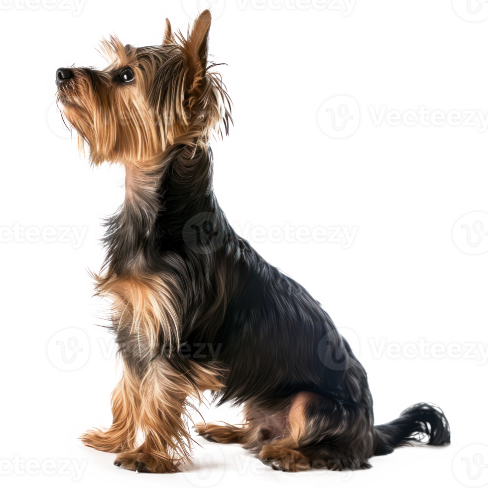 Yorkshire Terriers side view full body isolate on transparency background png