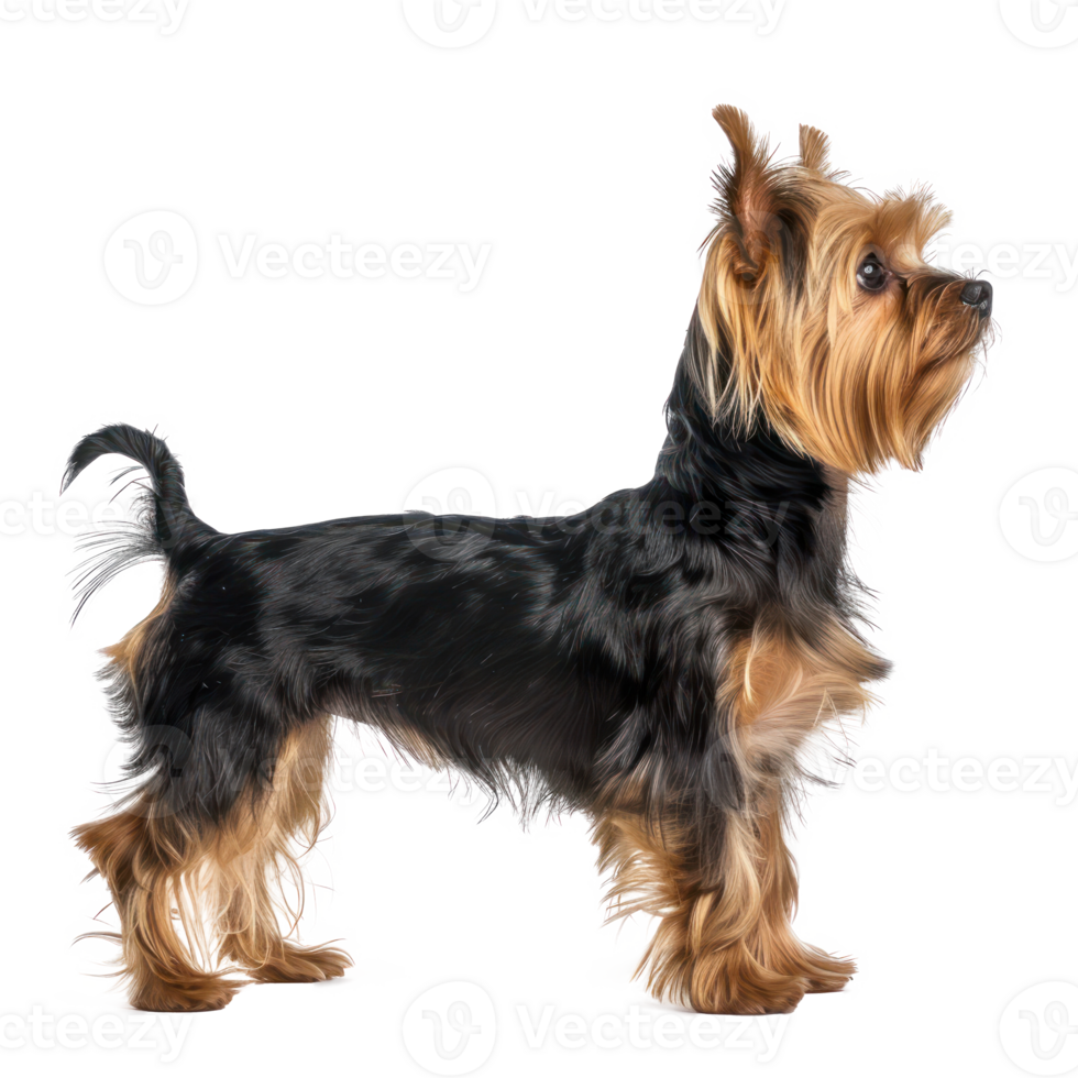 Yorkshire Terriers side view full body isolate on transparency background png
