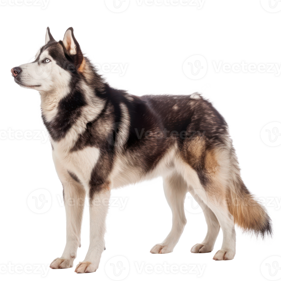 Huskies side view full body isolate on transparency background png