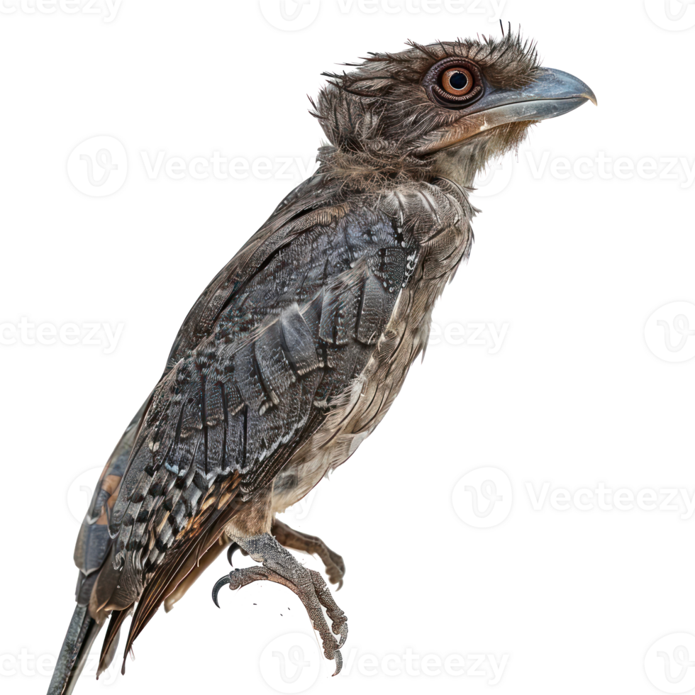Potoo bird side view full body isolate on transparency background png