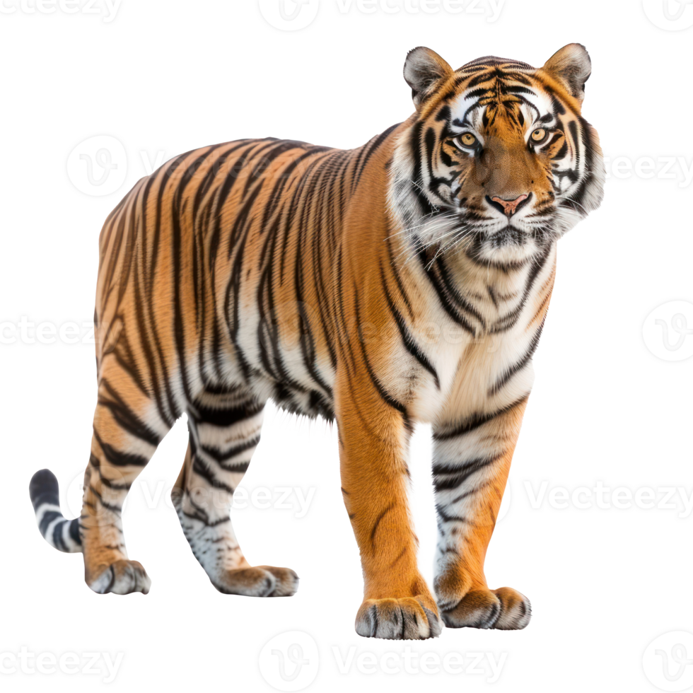 Royal Bengal Tiger front view full body isolate on transparency background png
